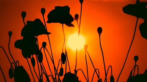 Silhouettes of poppies at sunset Stock-Footage 30932022