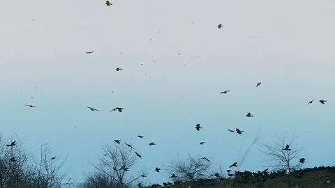 Silhouettes of ravens. Natural background. Stock Footage 117327135