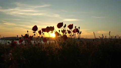 Silhouettes of red poppies moving gently in a summer breeze with the sun setting Stock Footage