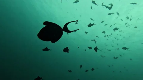 Silhouettes of redtooth triggerfish (Odonus niger) in tropical sea. Stock Footage 240426104