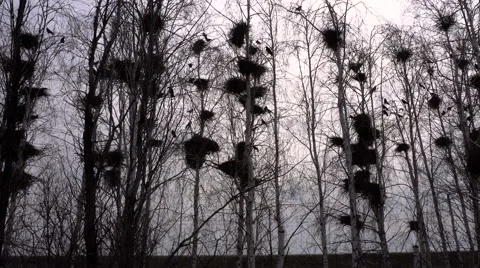 Silhouettes Rooks Nesting in the Trees in Early Spring on the Sky Background Stock Footage 62629593