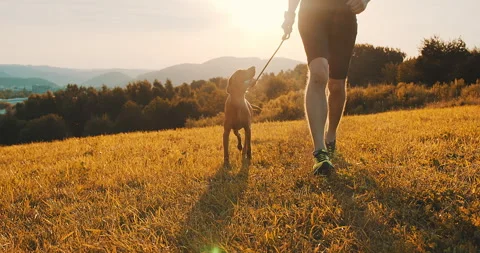 Silhouettes of runner and dog on field under golden sunset sky in evening time. Stock Footage 135555443
