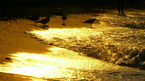 Silhouettes of seagulls Stock Footage 1462433