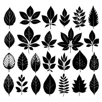 Silhouettes set of black Leaf Inked. Vector isolated illustration Stock Illustration