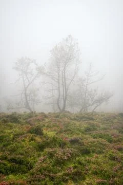 The silhouettes of some pine trees are faintly visible through the fog abov.. Stock Photos