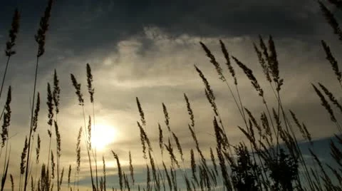 The silhouettes of the spikelets (slider) pal m Stock Footage 22322570