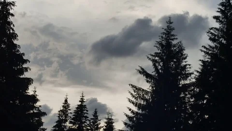 Silhouettes of spruce swaying in the wind on background of a rapidly running Vídeos de archivo 77590918
