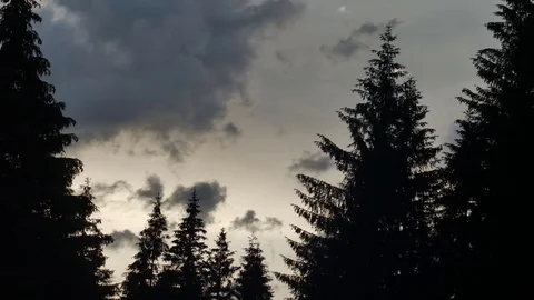 Silhouettes of spruce swaying in the wind on background of a rapidly running Vídeos de archivo 77615896