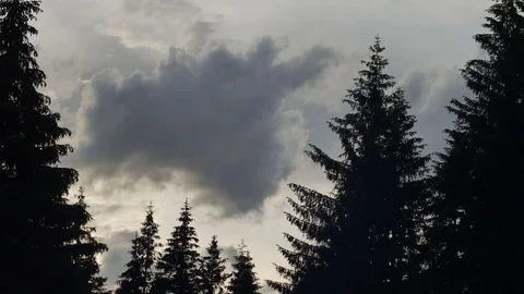 Silhouettes of spruce swaying in the wind on background of a rapidly running Vídeos de archivo 77617166