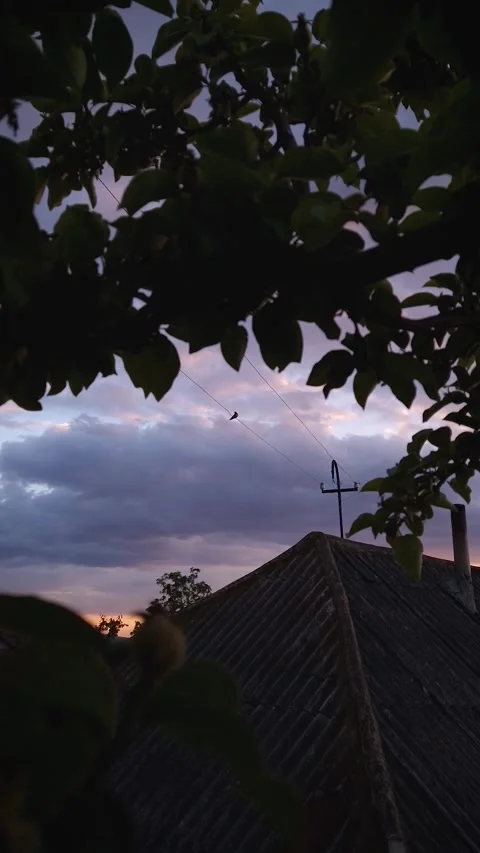 Silhouettes of a swallow bird standing on a wire above the old country house wit Stock Footage 276470215
