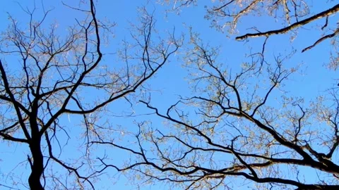 Silhouettes of swaying branches against a bright blue spring sky on a sunny d Stock Footage 332735459