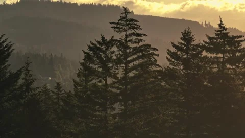 Silhouettes Tall Pine Trees Sunrise Oregon Washington State Pacific Northwest Vidéo 280702918