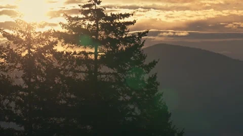 Silhouettes Tall Pine Trees Sunrise Oregon Washington State Pacific Northwest 库存影片 280702937