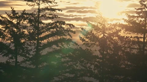 Silhouettes Tall Pine Trees Sunrise Oregon Washington State Pacific Northwest Vidéo 280702948