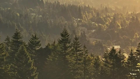 Silhouettes Tall Pine Trees Sunrise Oregon Washington State Pacific Northwest Stock Footage 280702956