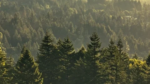 Silhouettes Tall Pine Trees Sunrise Oregon Washington State Pacific Northwest 库存影片 280702958