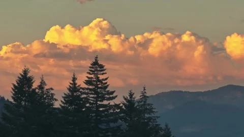 Silhouettes Tall Pine Trees Sunrise Oregon Washington State Pacific Northwest Video stock 280702975