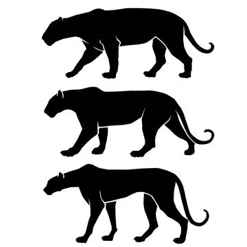 Silhouettes of Three Big Cats in Distinct Walking Poses Stock Illustration