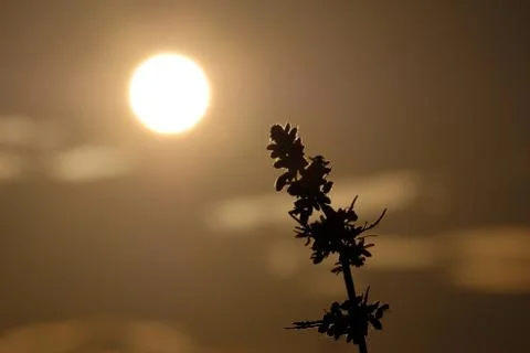 Silhouettes of the top of a young hemp against the background of the evening  Stock Photos