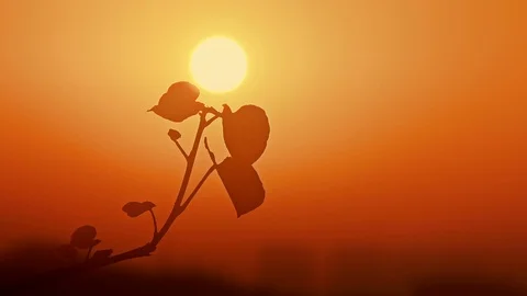 Silhouettes of tree branch on sunset,  close up, backlit Video stock 89360257