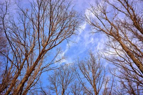 Silhouettes of tree branches against the spring blue sky. Beautiful backgroun Stock Photos