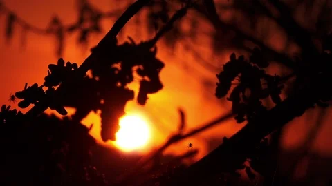 Silhouettes of tree branches illuminated from behind.  Stock Footage 88451414