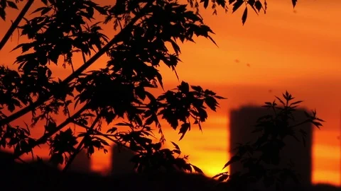 Silhouettes of tree branches illuminated from behind at sunset Stock Footage 89359818