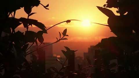 Silhouettes of tree branches illuminated from behind Stock Footage 101730385