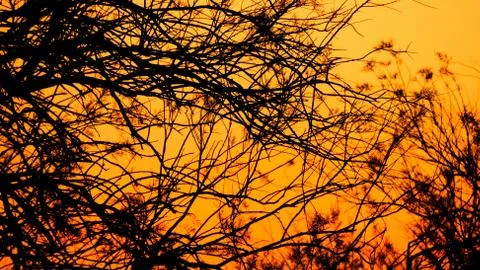 Silhouettes of tree branches on an orange sunset sky Stock Photos