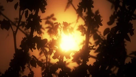 Silhouettes of tree branches at sunset Video stock 97907822