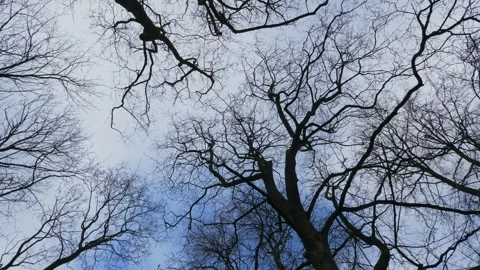 Silhouettes of tree branches without leaves on the background of blue sky with Video stock 246925925