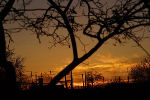 Silhouettes of tree at the orange sunset. Photos