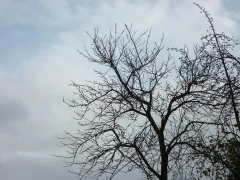Silhouettes of tree Stock Photos