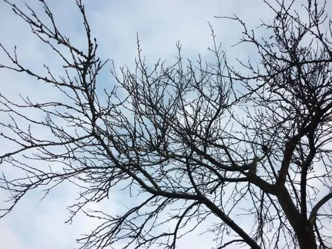 Silhouettes of tree Foto stock
