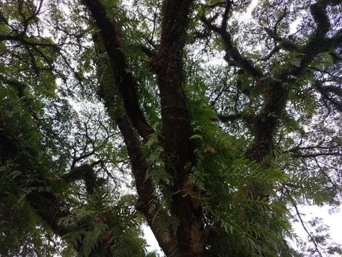 Silhouettes of tree Foto stock