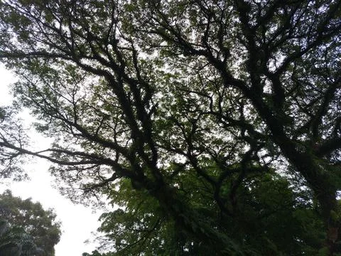 Silhouettes of tree Stock Photos