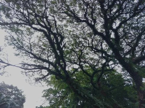 Silhouettes of tree Stock Photos