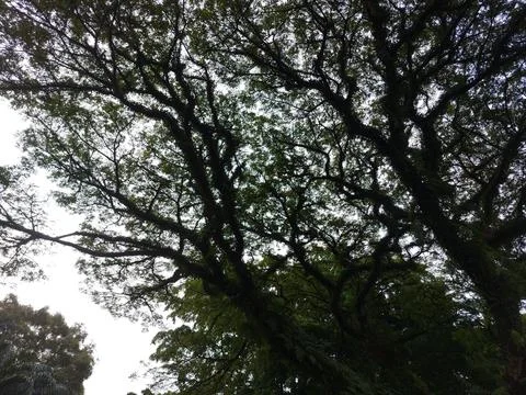 Silhouettes of tree Stock Photos