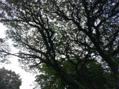 Silhouettes of tree Stock Photos