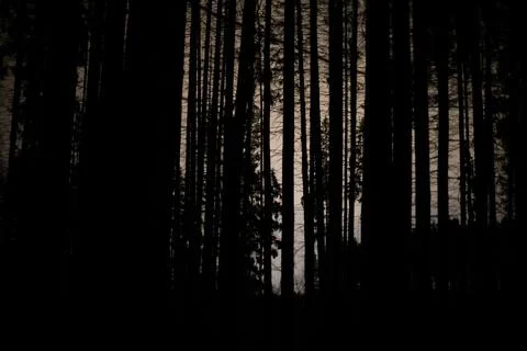 Silhouettes of tree trunks in evening. At night in woods. Stock Photos