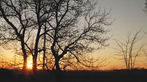 Silhouettes of trees against the background of wind turbines at a beautiful s Stock Footage 103497380