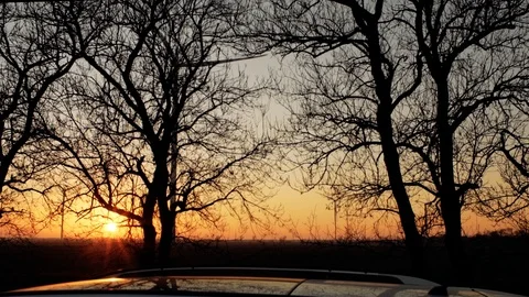 Silhouettes of trees against the background of wind turbines at a beautiful s Stock Footage 104044079