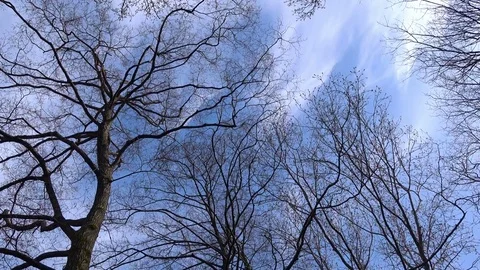 Silhouettes of trees against the sky, bottom view Stock Footage 73929459