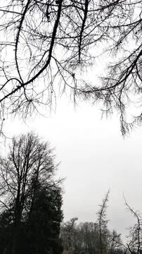 Silhouettes trees against the sky Foto stock