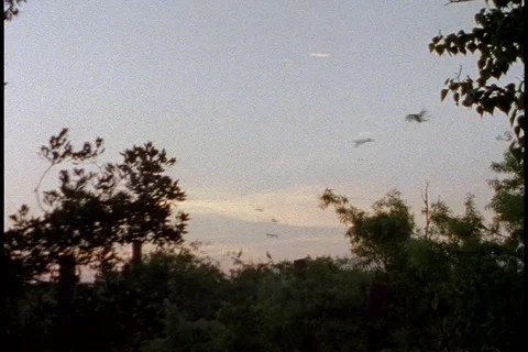Silhouettes of trees and herons at sunset Video stock 86751777