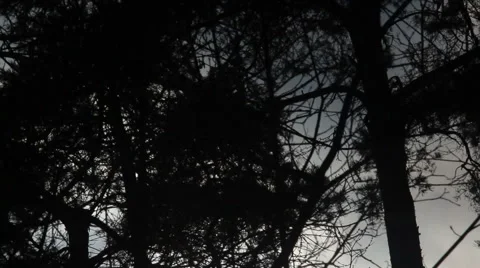 Silhouettes of trees background Stock Footage 53453685