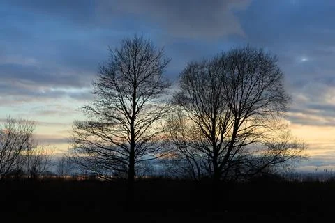 Silhouettes of trees with bare branches against a cloudy evening sky. 스톡 사진