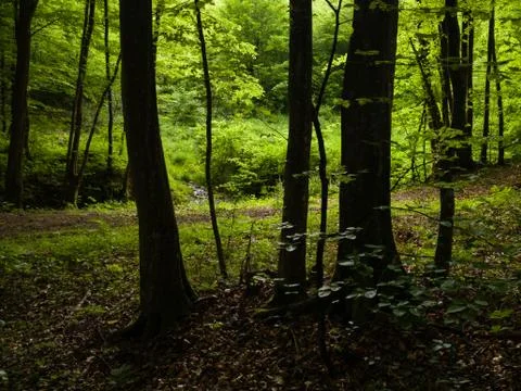 Silhouettes of trees in a deciduous forest full of greenery in spring Stock Photos