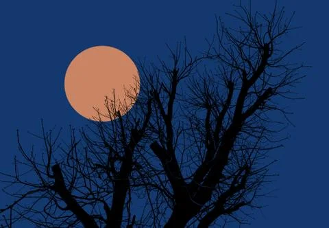Silhouettes of trees in the evening Stock Photos