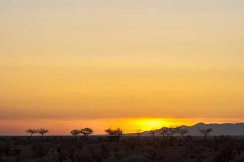 Silhouettes of trees on hill Stock Photos